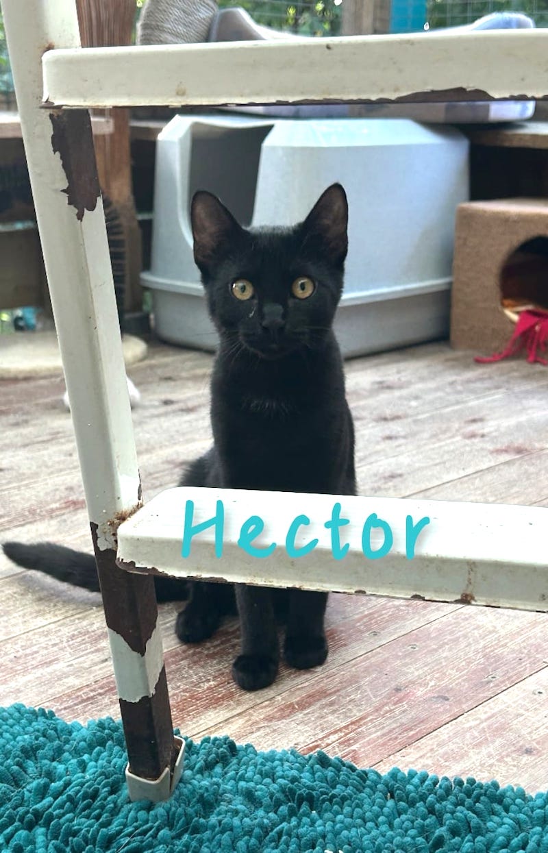 Hector