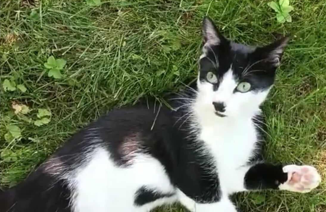 Adolf