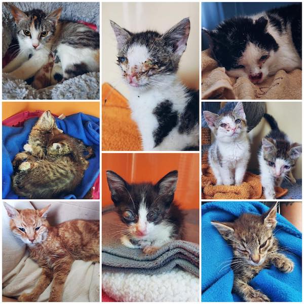 Katzenleid
