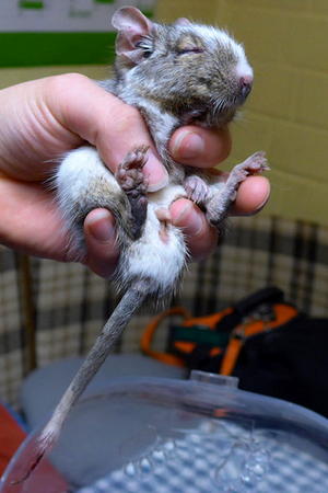 Degu gescheckt